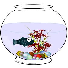 image:  fish in bowl