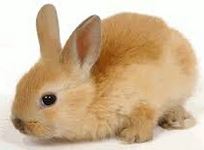 image:  a pet rabbit
