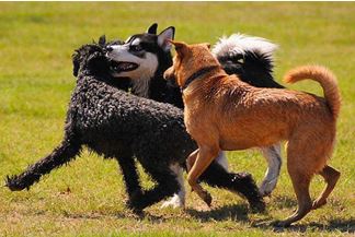 dogs playing at the dog park