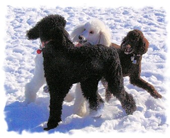 poodles playing in the snow
