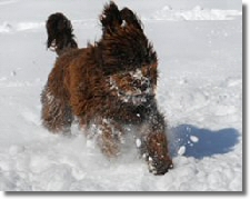 image:  dog in snow