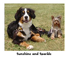 image:  Sunshine and Sparkle