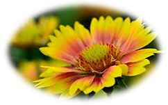 image: yellow flower